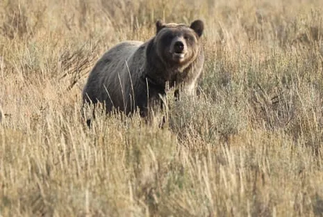 Hiker Attacked by Grizzly in Yellowstone Transported to Hospital
