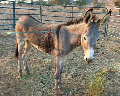 Burro Healing Following Recent Bow Assault on Wild Burros in the Golden State