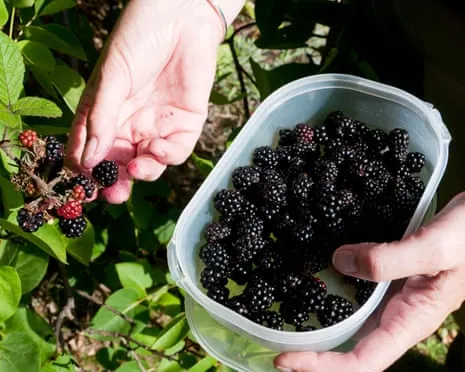 Wanted: Scrumptious Bakes to Utilize a Glut of Homemade Jam